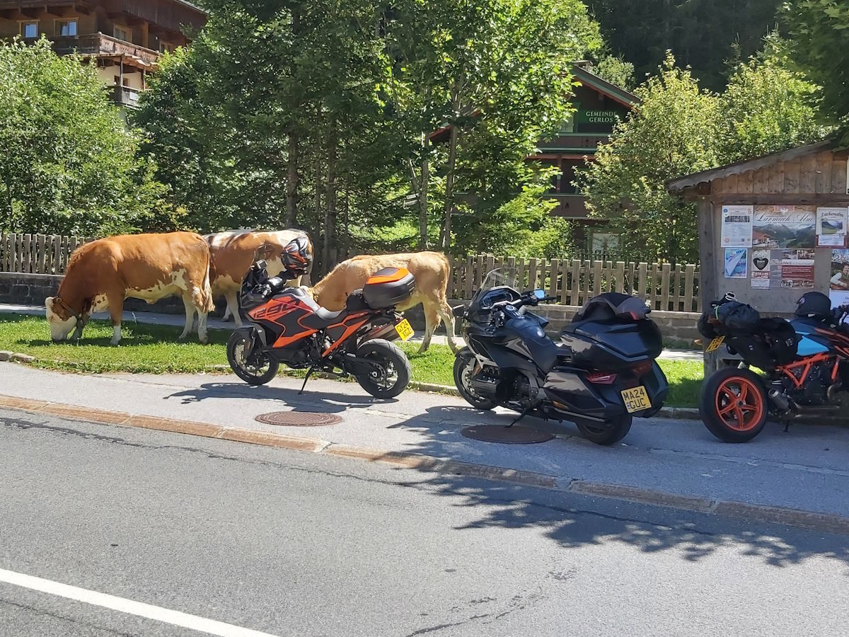 Austrian ski resort mountain pass cows wandering street lunch stop Alps tour 2024